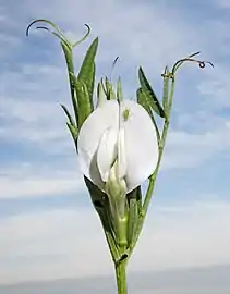 Flor blanca más rara.