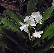 La "mariposa" (Hedychium coronarium). Hojas dísticas, inflorescencia bracteada.