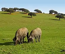 Cerdos y encinas.