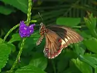 Vista ventral of Battus polydamas