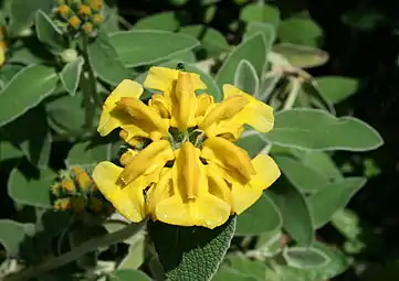 Salvia de Jerusalén Phlomis fructicosa