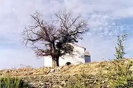 Vista parcial de la ermita de San Roque en Vallanca, con detalle del viejo olmo (ca.1995).