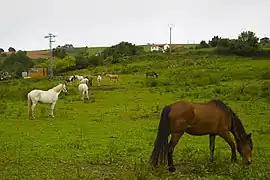 Equus ferus caballusCaballo