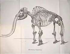 Plancha de J.C. Warren. Mastodonte giganteus de Norteamérica, 1852