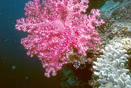Los corales blandos que crecen en la pared vertical.