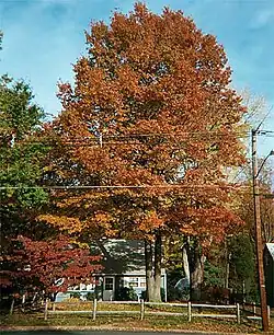 Los robles (Quercus) poseen hojas marcescentes: se marchitan pero pasan todo el invierno unidas al árbol, completando la abscisión recién en la primavera siguiente.