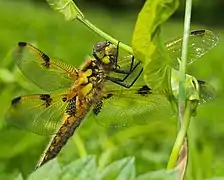 Libellula_quadrimaculata