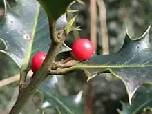 Ilex aquifolium