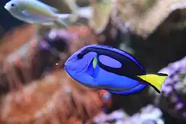 P. hepatus en el Acuario de la bahía de Monterey, San Francisco