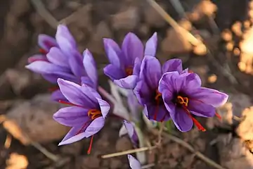 Crocus sativus. Las 3 ramas estilares-estigmáticas (anaranjado-coloradas) son el azafrán.