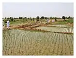 Campos de arroz en Nigeria