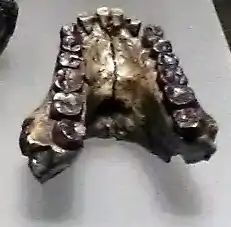 Reproducción de la mandíbula de Australopithecus anamensis conocida como KNM-KP 29281. Vivió hace más de 4 millones de años.
