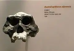 AL 444-2 es el cráneo de A. afarensis de mayor tamaño, ~530 cm³, además del más completo encontrado hasta la fecha.