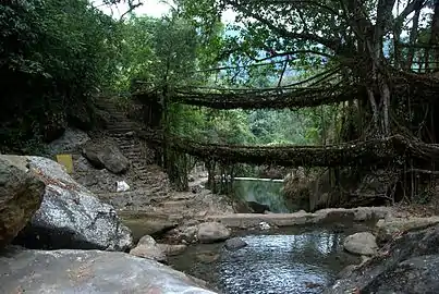 Un "puente vivo" de raíces entrelazadas de higueras estranguladoras, Meghalaya, diciembre 2011.
