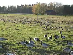 Una bandada alimentándose en Helsinki, Finlandia