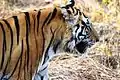 Un tigre macho en el Parque Nacional de Kanha