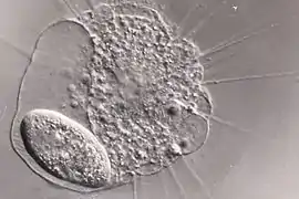 Actinophrys alimentándose de un Paramecium