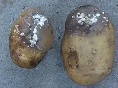 Patatas infectadas por Phytophthora (Oomycetes)