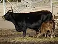 Una vaca de la raza bovino de Heck con su cría