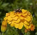 Ejemplar en un clavel de Indias (Tagetes patula).