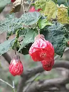 Abutilon striatum