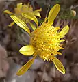 Acamptopappus shockleyi