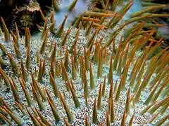 Acanthaster planci. Detalle de la piel y espinas