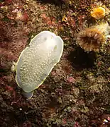 Acanthodoris hudsoni