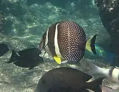 Acanthurus guttatus