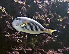 Acanthurus sohal