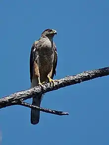 Una hembra de Gavilán Colilargo en el Parque Nacional Alejandro de Humboldt (reconocido por la UNESCO como sitio del patrimonio natural mundial) en Baracoa, Oriente de Cuba.