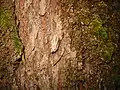 La corteza del arce de hoja grande está a menudo cubierta por musgo.