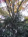 Un ejemplar maduro de Acer rufinerve en el Jardín botánico natural de Miyajima.