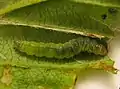 Larva de Acleris schalleriana en una hoja enrollada de Viburnum dentatum