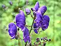 Aconitum napellus