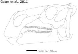 Representación del cráneo de Acristavus