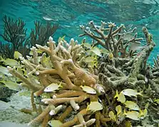 A. cervicornis, Haemulon flavolineatum y Chromis multilineata