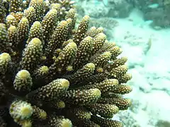 A. humilis, vista de coralitos, en el atolón Baa, Maldivas