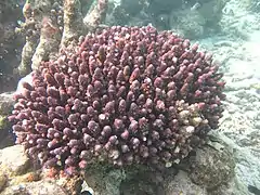 Colonia de A. humilis en el atolón Baa de Maldivas