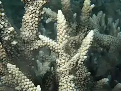 Acropora muricata, vista de coralitos. Isla Poruma, Estrecho de Torres, Australia