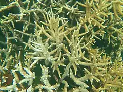 Acropora muricata en Ogasawara, Japón