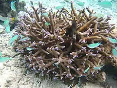 Acropora muricata en Maldivas