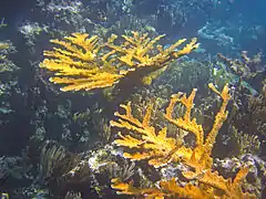 A. palmata, isla San Salvador, Bahamas.