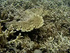 A. cytherea entre colonias de A. formosa, en Reunión