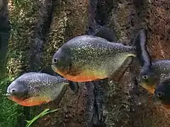 Peces