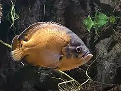 Pez en el acuario fluvial