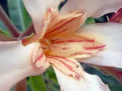 Escamas coronales en Nerium oleander (adelfa, baladre, laurel de flor).