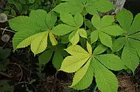 Hojas del castaño de Indias, opuestas, largamente pedunculadas, pinnatipalmeadas.