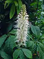 Flores de Aesculus parviflora