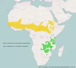 Ranges of northern and southern race     L. c. chloropterus      L. c. elisabeth